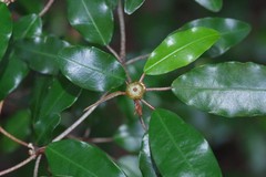 Croton pseudopulchellus