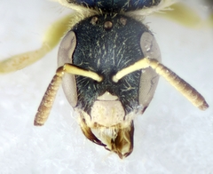 Nomioides minutissimus