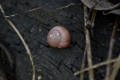 Euomphalia strigella