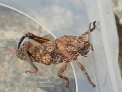 Ocnerodes