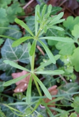 Galium aparine
