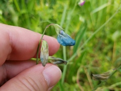 Lathyrus hirsutus
