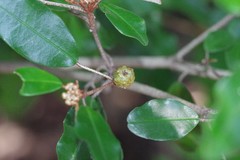 Croton pseudopulchellus