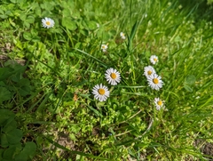 Bellis perennis