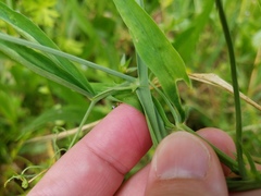Lathyrus hirsutus