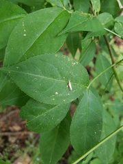 Plutella porrectella