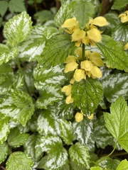 Lamium galeobdolon argentatum