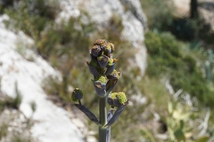Ferula glauca