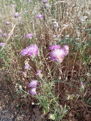 Centaurea crocodylium