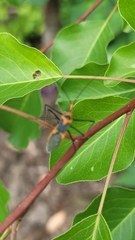 Zelus longipes