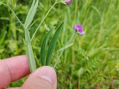Lathyrus hirsutus