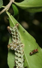 Ropalidia cyathiformis