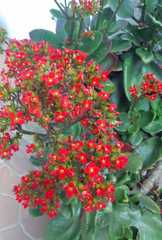 Kalanchoe blossfeldiana