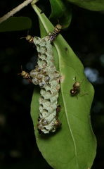 Ropalidia cyathiformis