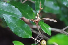 Croton pseudopulchellus