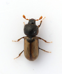 Trypodendron domesticum