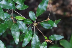 Croton pseudopulchellus