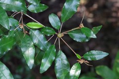 Croton pseudopulchellus