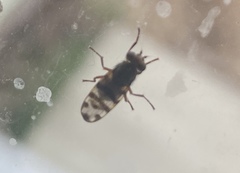 Ceroxys