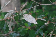 Croton pseudopulchellus