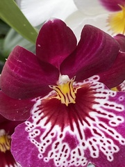 Miltoniopsis