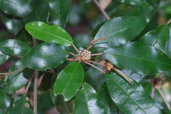 Croton pseudopulchellus