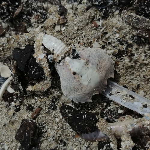 Pennant's Swimming Crab, 1951 LA Velsen-Noord, Netherlands, photo 9 of 10