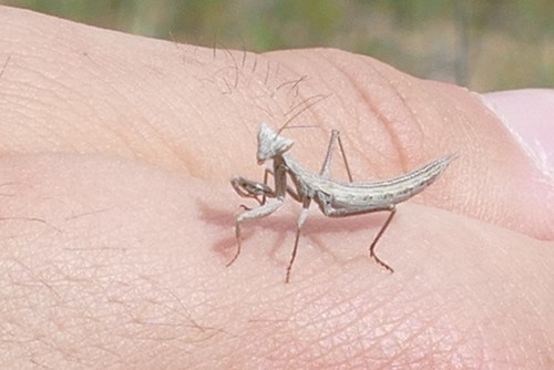 Pictet's Dwarf Mantis