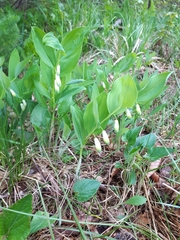 Polygonatum odoratum