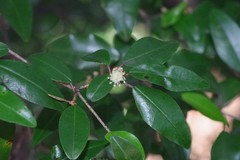 Croton pseudopulchellus