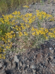 Haplophyllum buxbaumii
