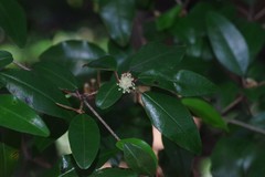 Croton pseudopulchellus