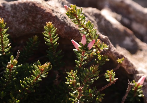 Linconia ericoides