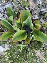 Mairia coriacea