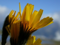 Leontodon hispidus pseudocrispus