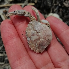 Liocarcinus vernalis