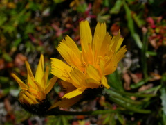 Leontodon hispidus pseudocrispus