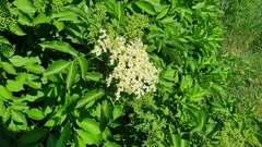 Sambucus nigra