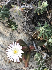 Delosperma guthriei
