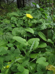 Doronicum pardalianches