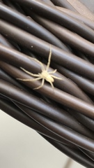 Philodromidae