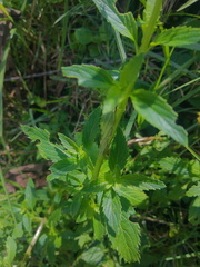 Alonsoa meridionalis
