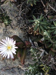 Delosperma guthriei