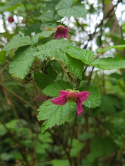 Rubus spectabilis