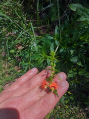 Alonsoa meridionalis