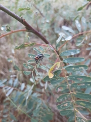 Neodiplogrammus quadrivittatus
