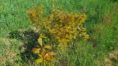 Quercus rubra