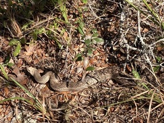 Pituophis melanoleucus