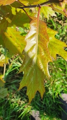 Quercus rubra