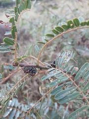 Neodiplogrammus quadrivittatus